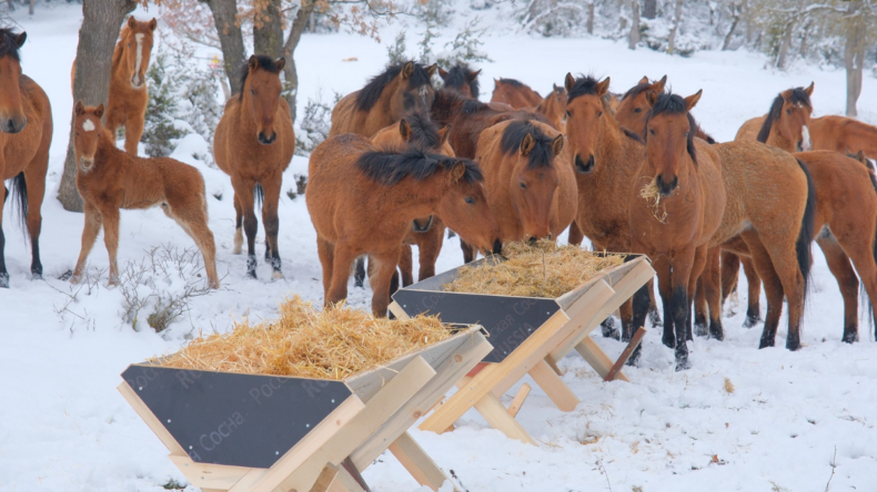 Bolu’da yılkı atları için beslenme alanı oluşturuldu