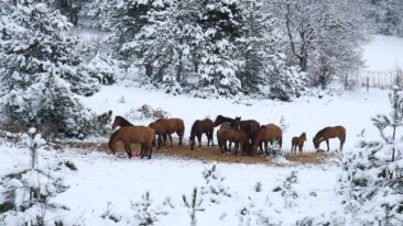 Bolu, Yılkı Atları