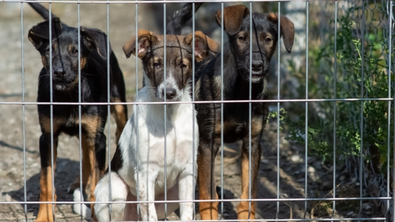 Karabük’te sokak hayvanları için modern barınak