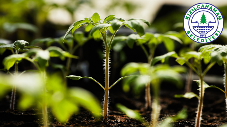 Kızılcahamam Belediyesi’nin geleneksel fide dağıtımı sürüyor