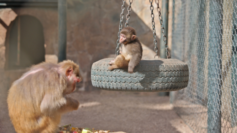 Antalya otogarda bulunan Fıstık, yeni ailesinin yanına yerleşti