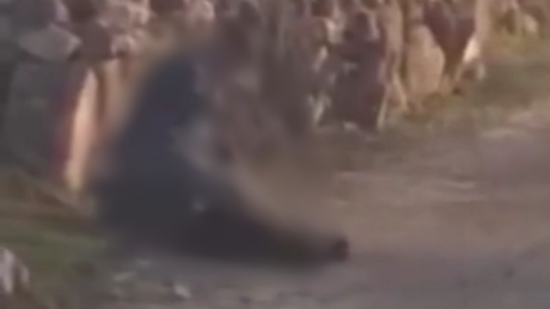 Tokat’ta koyuna şiddet uygulayan şüpheliye tepkiler büyüyor