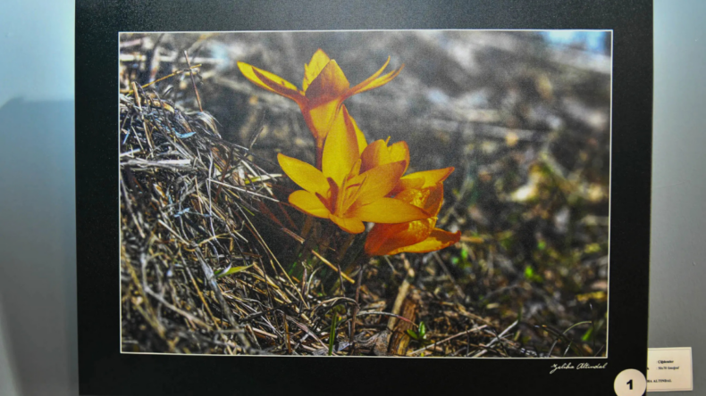 Ankara’da baharın habercisi olan Çiğdem Çiçeği etkinliği düzenlendi