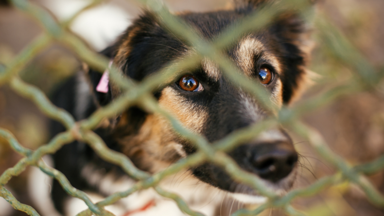 Çorum’da kurulan yeni barınak hizmete açılıyor