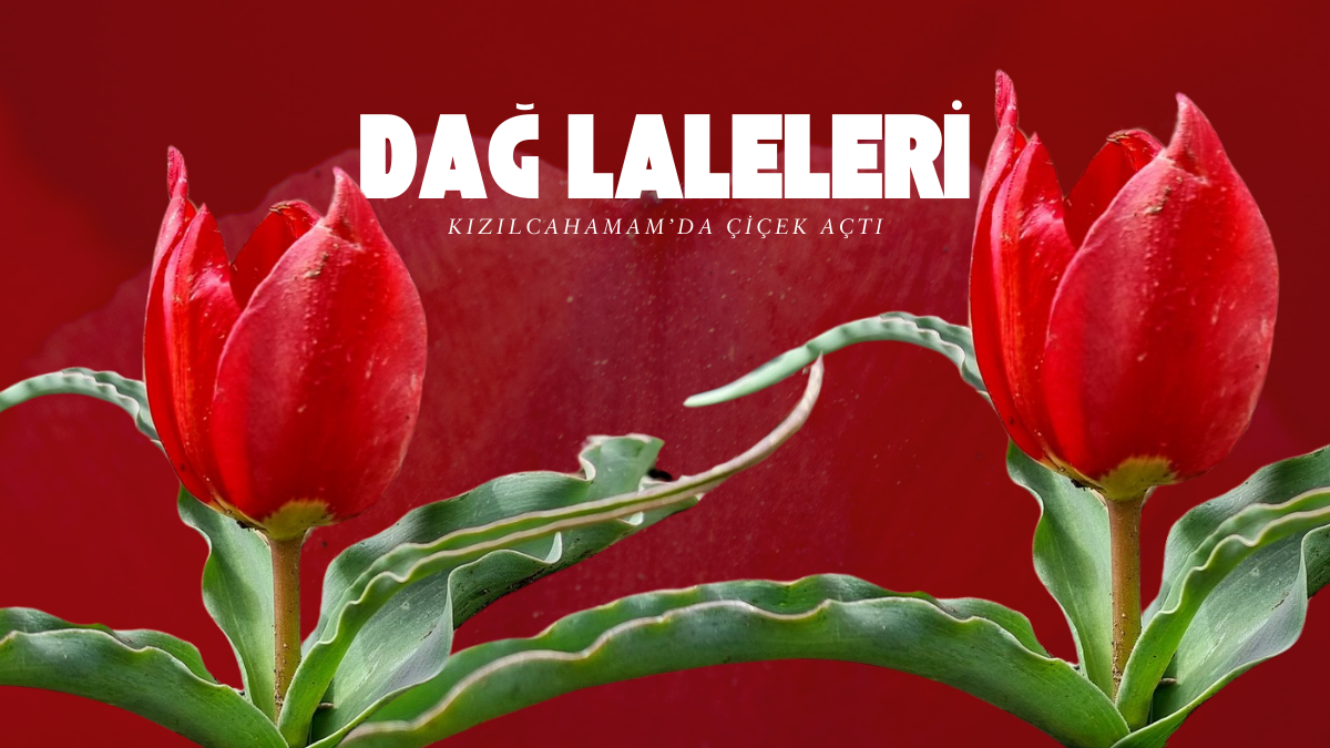 Ankara’nın akciğerleri olarak bilinen Kızılcahamam’da, baharın müjdecisi dağ laleleri çiçek