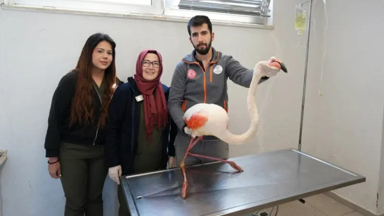 Denizli’de yaralı flamingo iyileştirilerek doğal yaşamına geri bırakıldı