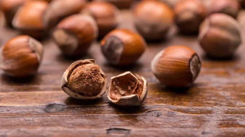 Ordu’da büyükşehir, fındık kabuğundan aktif karbon üretecek