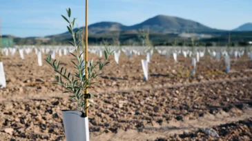 Mardin’de çiftçilere 8 bin adet zeytin fidanı dağıtıldı