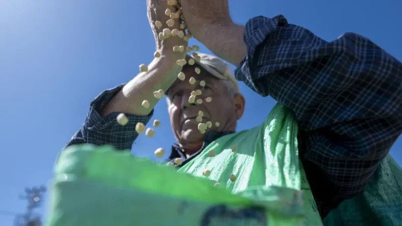 Mersin’de atalık nohut desteği üreticinin yüzünü güldürdü