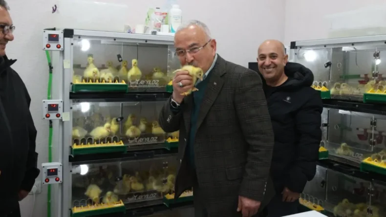 Ordu’da Kaz Kuluçkahanesi kuruldu, yılda 10 binden fazla civciv üretilecek