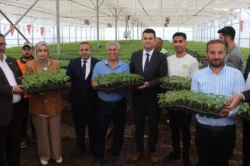 Şanlıurfa’da çiftçilere Urfa Biberi fidesi dağıtıldı