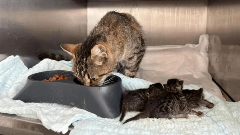 Balıkesir’de hamile sokak kedisi ve yavruları kurtarıldı