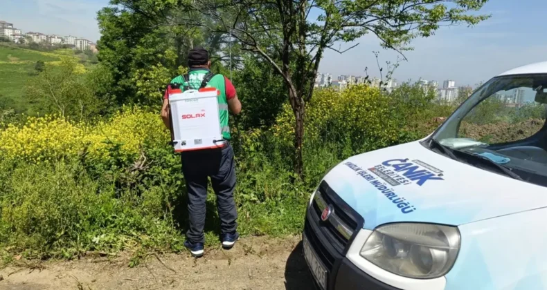 Canik Belediyesi’nden kokarca böceğine karşı mücadele çalışması