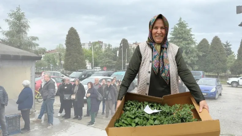Ordu’da üreticinin yüzü gülüyor! 4 milyonu aşkın sebze fidesi…