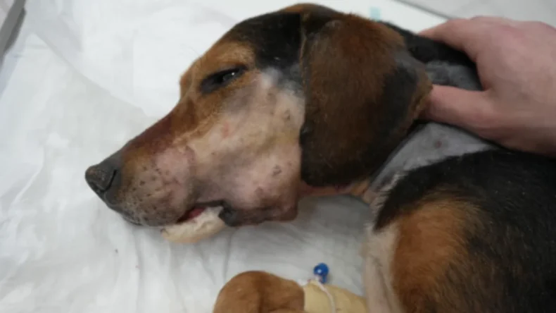 Ölmek üzere bulunan Zeyna’ya 3D yazıcıyla çene protezi uygulandı