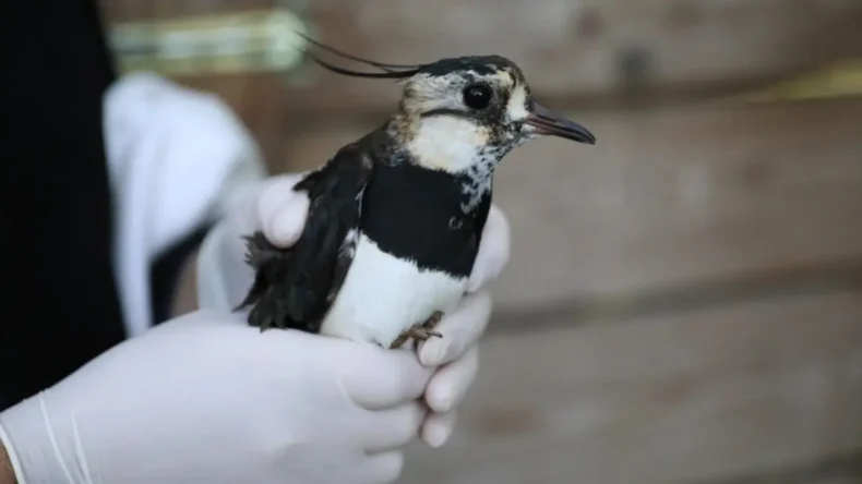 Samsun’da tedavisi yapılan Kız kuşu özgürlüğe kanat çırptı