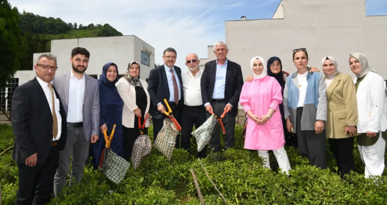 Trabzon’a yeni çay fabrikası kuruluyor