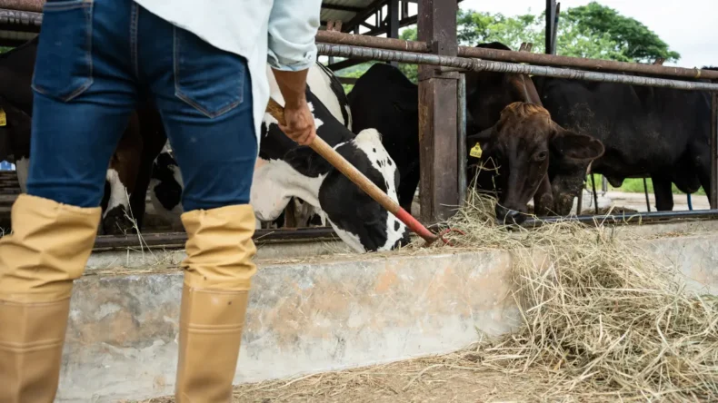 Tokat Belediyesi, kurban bağışında hisse bedellerini belirledi