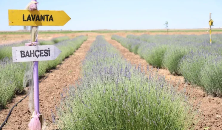 Aksaray’da Lavanta Bahçesi yeni sezona hazırlanıyor