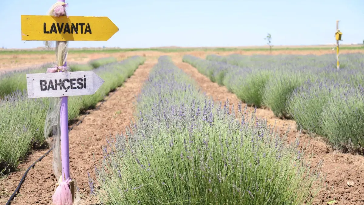 Aksaray Belediyesi’nin hayata geçirdiği Lavanta Bahçesi, büyüleyici mor tonları ve