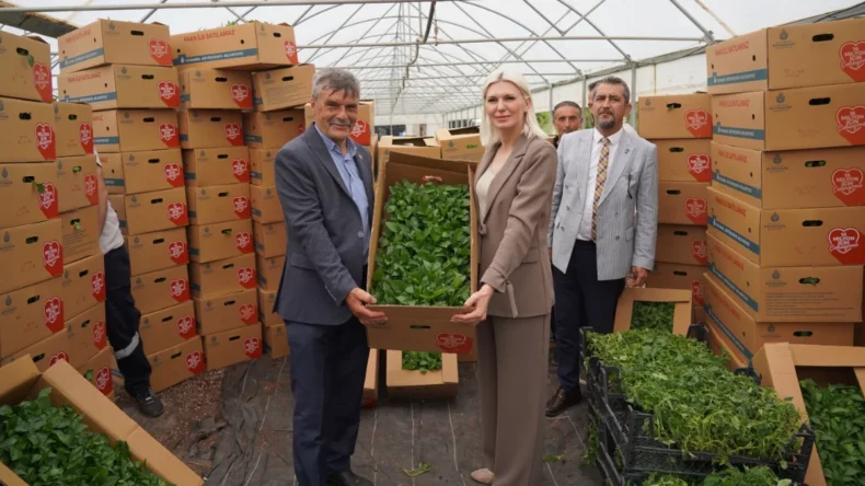 Bilecik’te çiftçiye 42 bin kök fide dağıtıldı