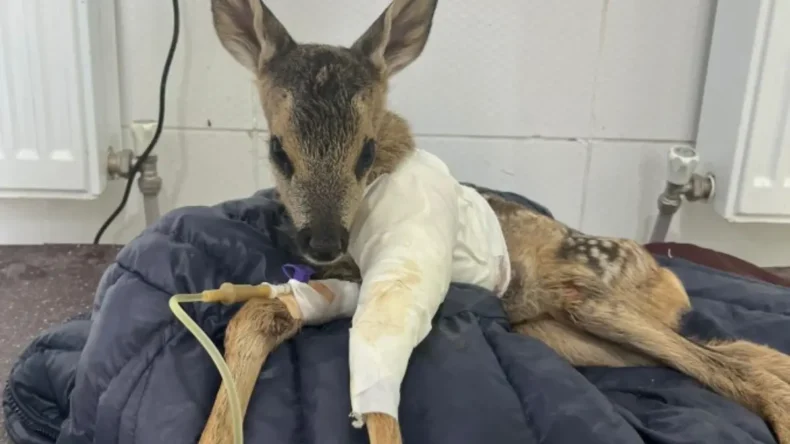 Çankırı’da yavru karaca tedavi altına alındı