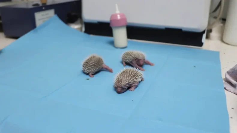 Yalova’da annesiz 3 yavru kirpi özel olarak bakılıyor