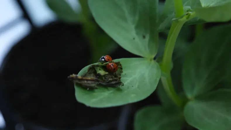 Çorum’da yaprak bitine karşı mücadele başlatıldı