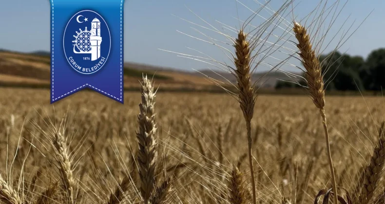 Çorum Belediyesi ihtiyaç sahipleri için buğday yetiştirdi
