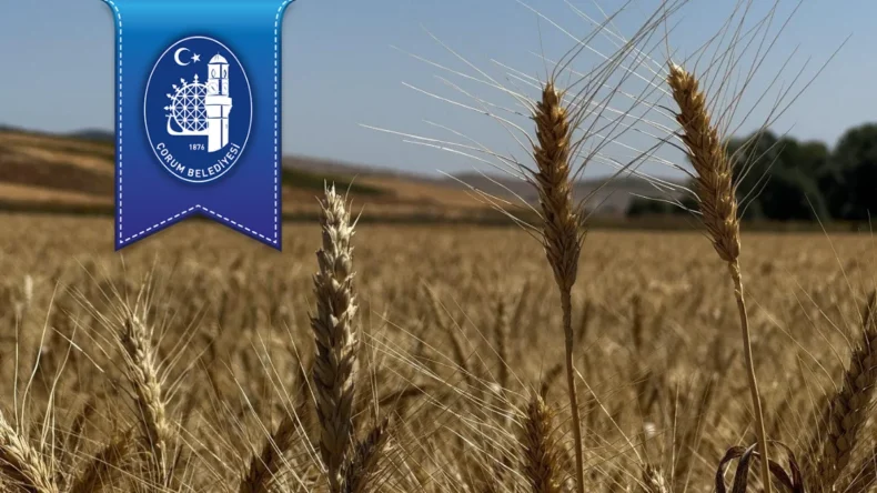 Çorum Belediyesi ihtiyaç sahipleri için buğday yetiştirdi