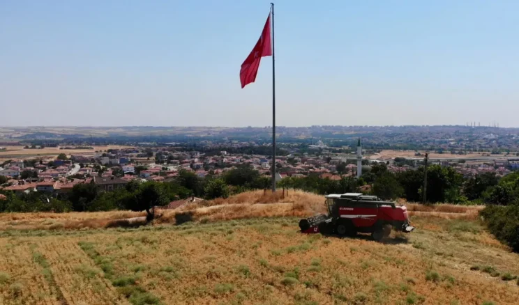Edirne’de belediye arazilerinde ekilen nohutta hasat zamanı