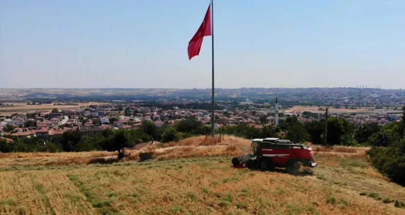 Edirne’de belediye arazilerinde ekilen nohutta hasat zamanı