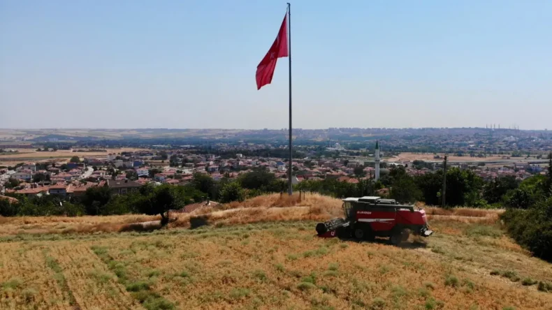 Edirne’de belediye arazilerinde ekilen nohutta hasat zamanı