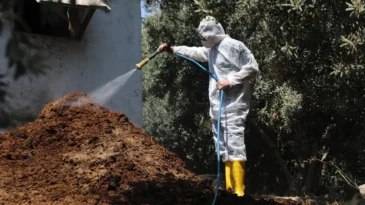Hatay’da Akdeniz Meyve Sineği mücadelesi sürüyor