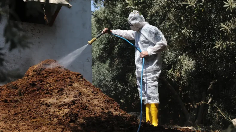 Hatay’da Akdeniz Meyve Sineği mücadelesi sürüyor