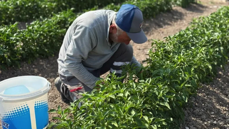 Sincan Eko Çiftlik’te hasat zamanı başladı