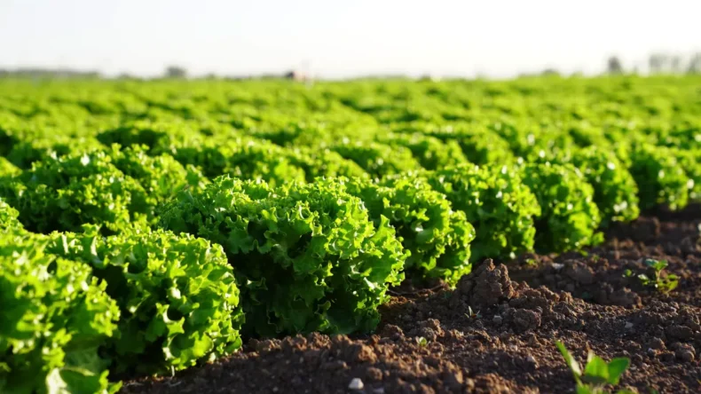 Balıkesir Büyükşehir’den çiftçilere marul fidesi desteği