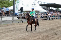 Geleneksel Rahvan At Yarışları, Çarşamba’nın ev sahipliğinde başladı
