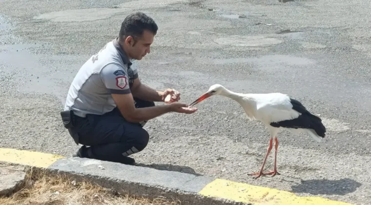 Hatay Büyükşehir personelinden bitkin haldeki leyleğe yardım eli