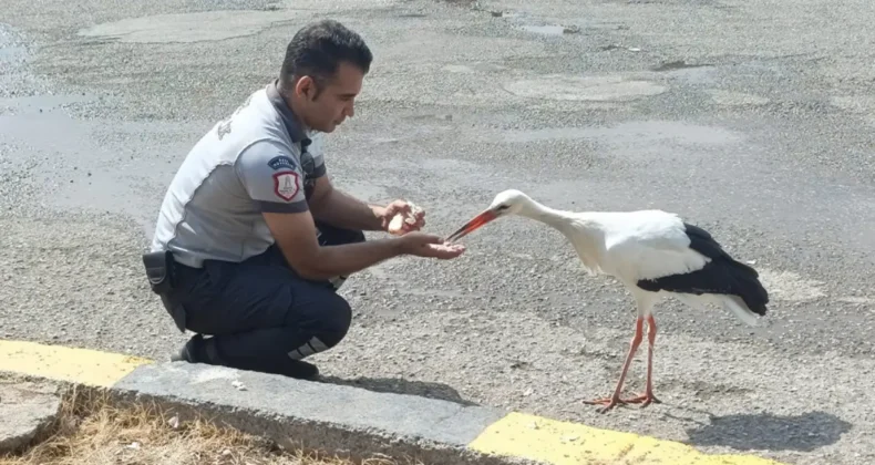 Hatay Büyükşehir personelinden bitkin haldeki leyleğe yardım eli
