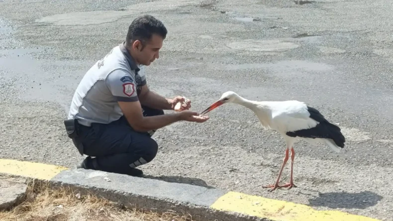 Hatay Büyükşehir personelinden bitkin haldeki leyleğe yardım eli