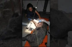 İzmir’de yaralı halde bulunan yaban domuzu tedavi edildi