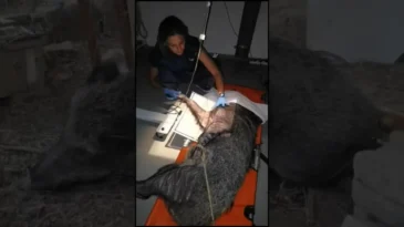 İzmir’de yaralı halde bulunan yaban domuzu tedavi edildi