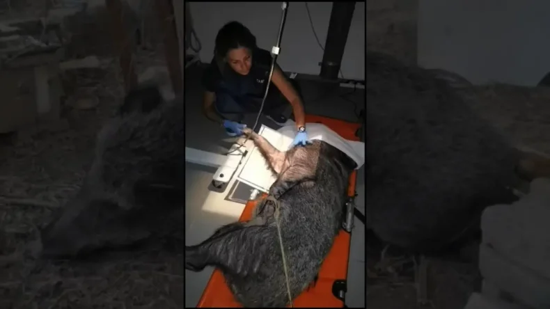 İzmir’de yaralı halde bulunan yaban domuzu tedavi edildi