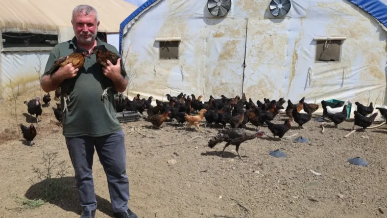 Kocaeli Büyükşehir yüzde 50 hibeli 16 bin tavuk dağıttı