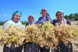 Mersin’de ata tohumları yaygınlaştırılıyor