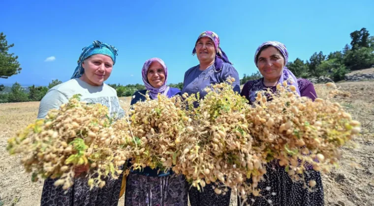 Mersin’de ata tohumları yaygınlaştırılıyor