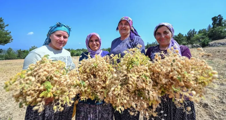 Mersin’de ata tohumları yaygınlaştırılıyor