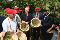 Trabzon’da Dünya Fındık Haftası etkinliği! Başkan Genç fındık topladı…