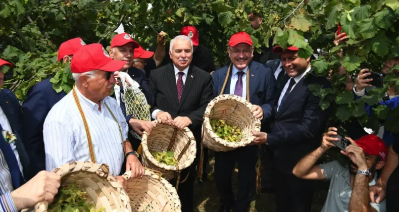 Trabzon’da Dünya Fındık Haftası etkinliği! Başkan Genç fındık topladı…